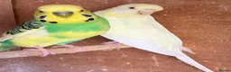 Budgerigars birds for sale: Baby budgies and pairs for sale  - Advert 16