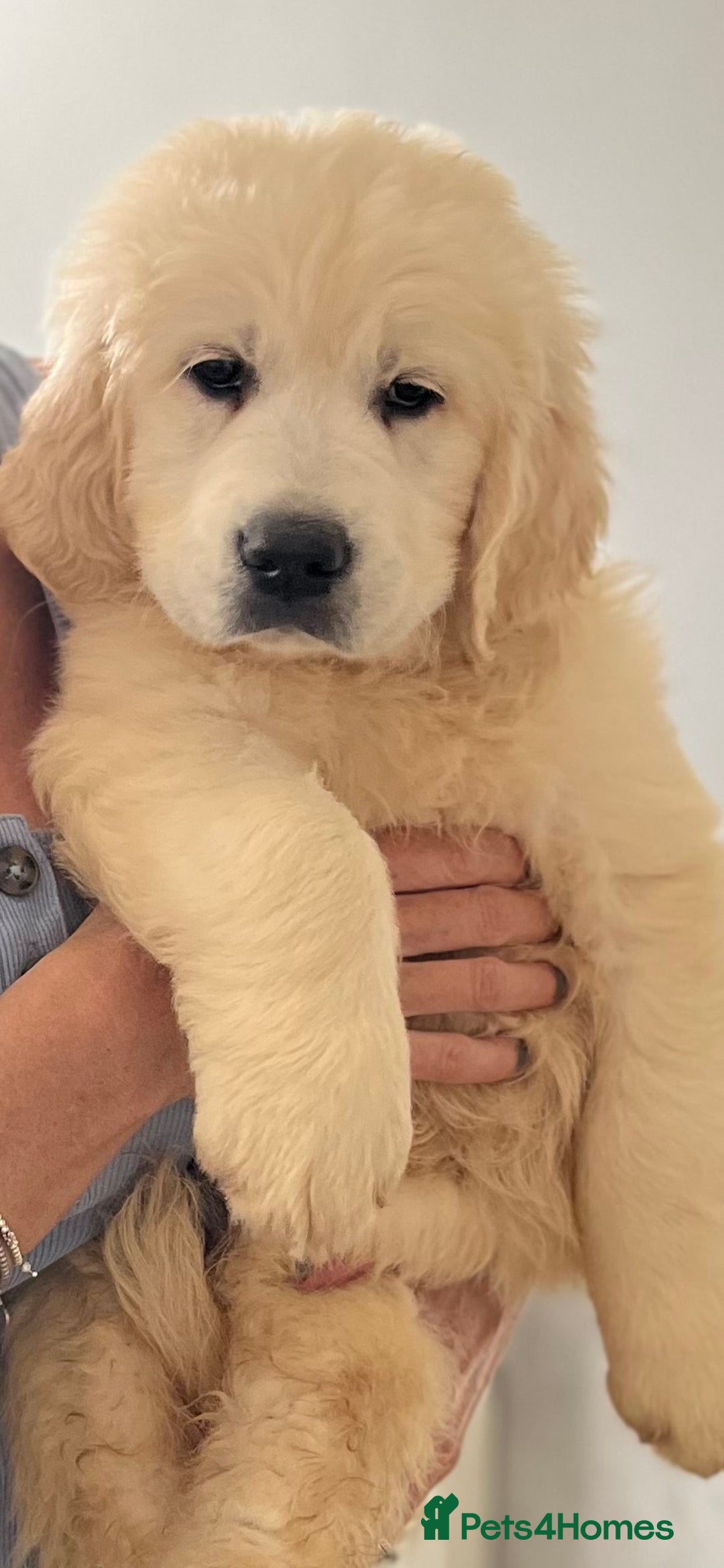Golden Retriever dogs for sale: 1 boy available KC Reg Golden Retriever  - Image 2