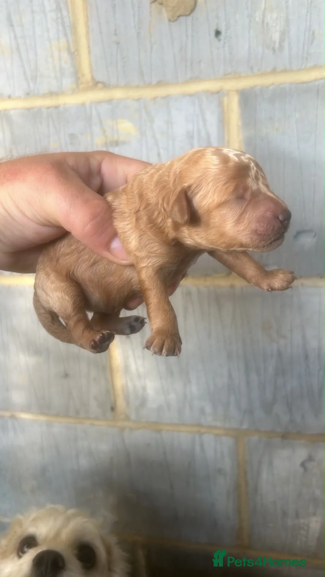 Cavapoo dogs for sale: Cavanpoo puppies  - Advert 2