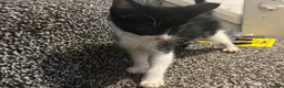 Mixed Breed cats for sale: Kittens for sale  in Bedworth - Advert 2