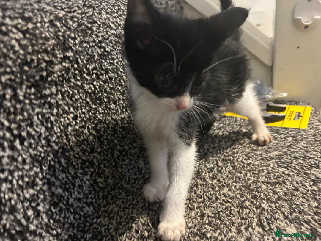 Mixed Breed cats for sale: Kittens for sale  in Bedworth - Advert 2