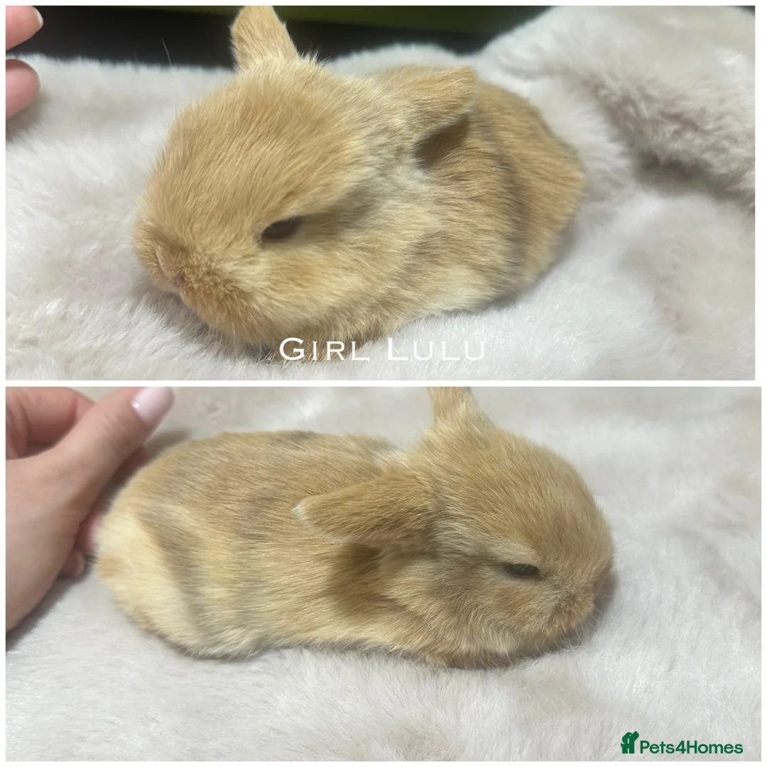 Mini Lop rabbits for sale: Beautiful Mini Lops for Sale  - Advert 2