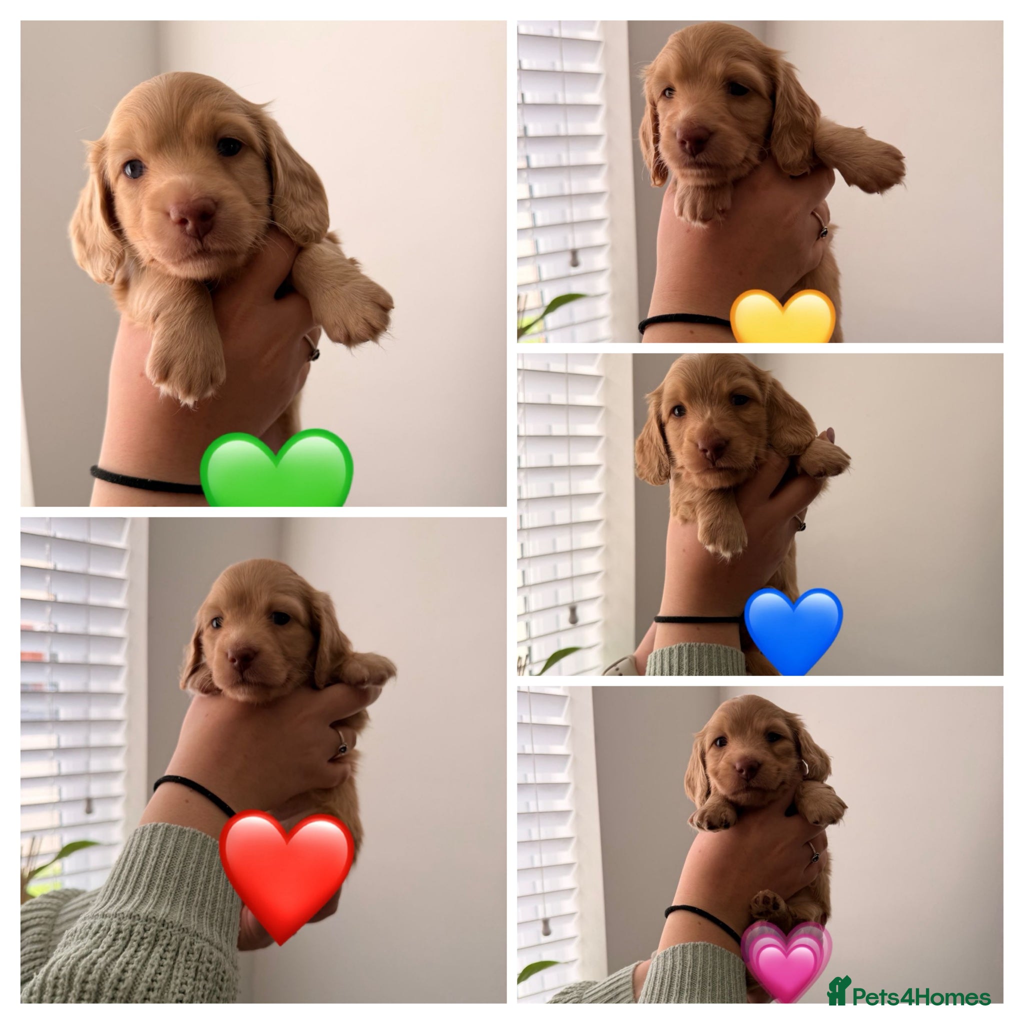 Miniature Dachshund dogs Kennel Club Cream Miniature Long-Haired Dachshunds - Advert 1