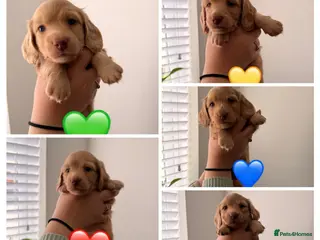 Miniature Dachshund dogs Kennel Club Cream Miniature Long-Haired Dachshunds - Advert 1