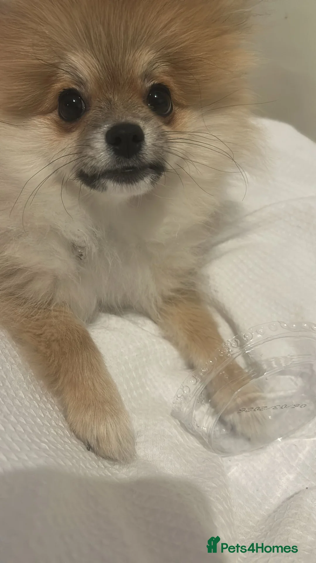 Pomeranian dogs for sale: Pomeranian  - Advert 3