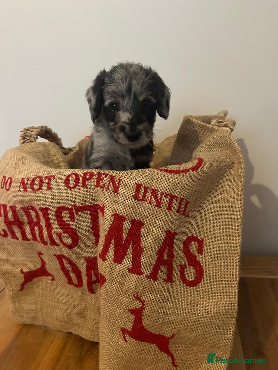 Labradoodle dogs for sale: Labradoodle puppies (home-raised) for sale - Advert 10