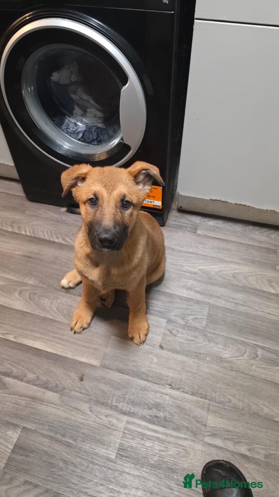 German Shepherd dogs Looking for their forever homes, 2 GSD females - Advert 7