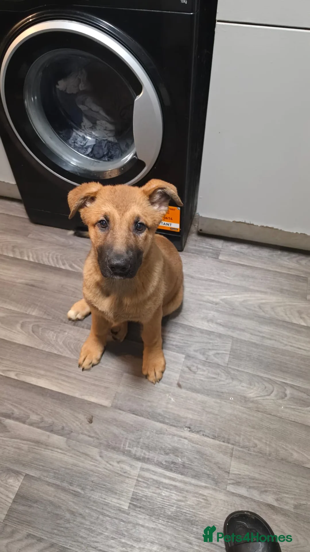 German Shepherd dogs for sale: Ready to go to their forever homes, last 2 females - Advert 2