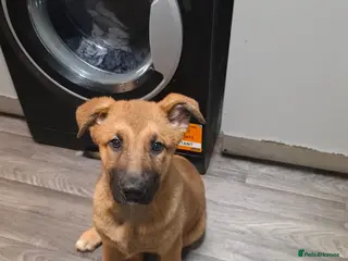 German Shepherd dogs Looking for their forever homes, 2 GSD females - Advert 7