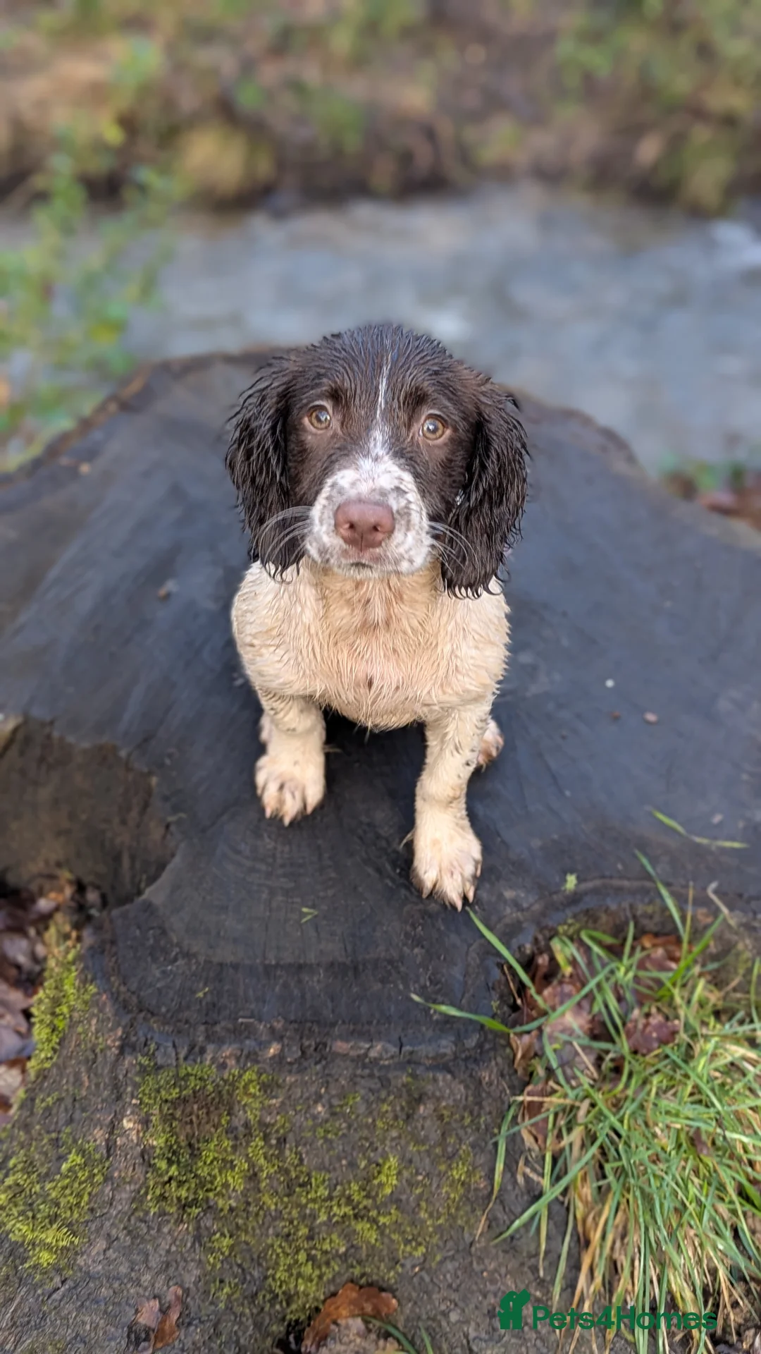 English Springer Spaniel dogs for sale: English springer spaniel puppy - Advert 2