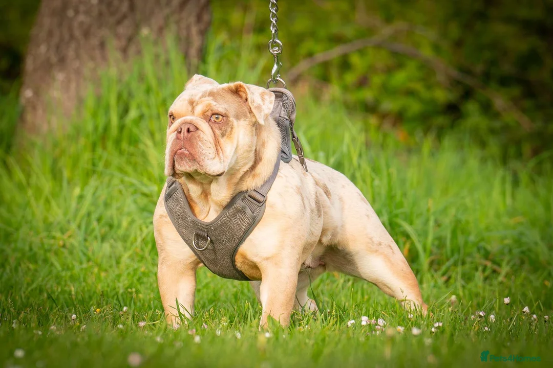 English Bulldog dogs for sale: English bulldog  - Advert 3