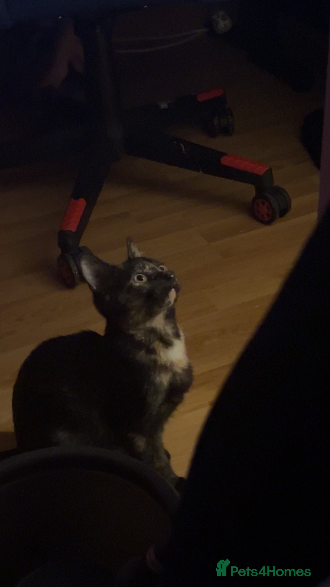 Ragdoll cats for sale: Kitten Ragdoll/ British shorthair - Advert 3