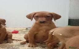 Labrador Retriever dogs for sale: Kc reg fox red working Labradors  - Image 6