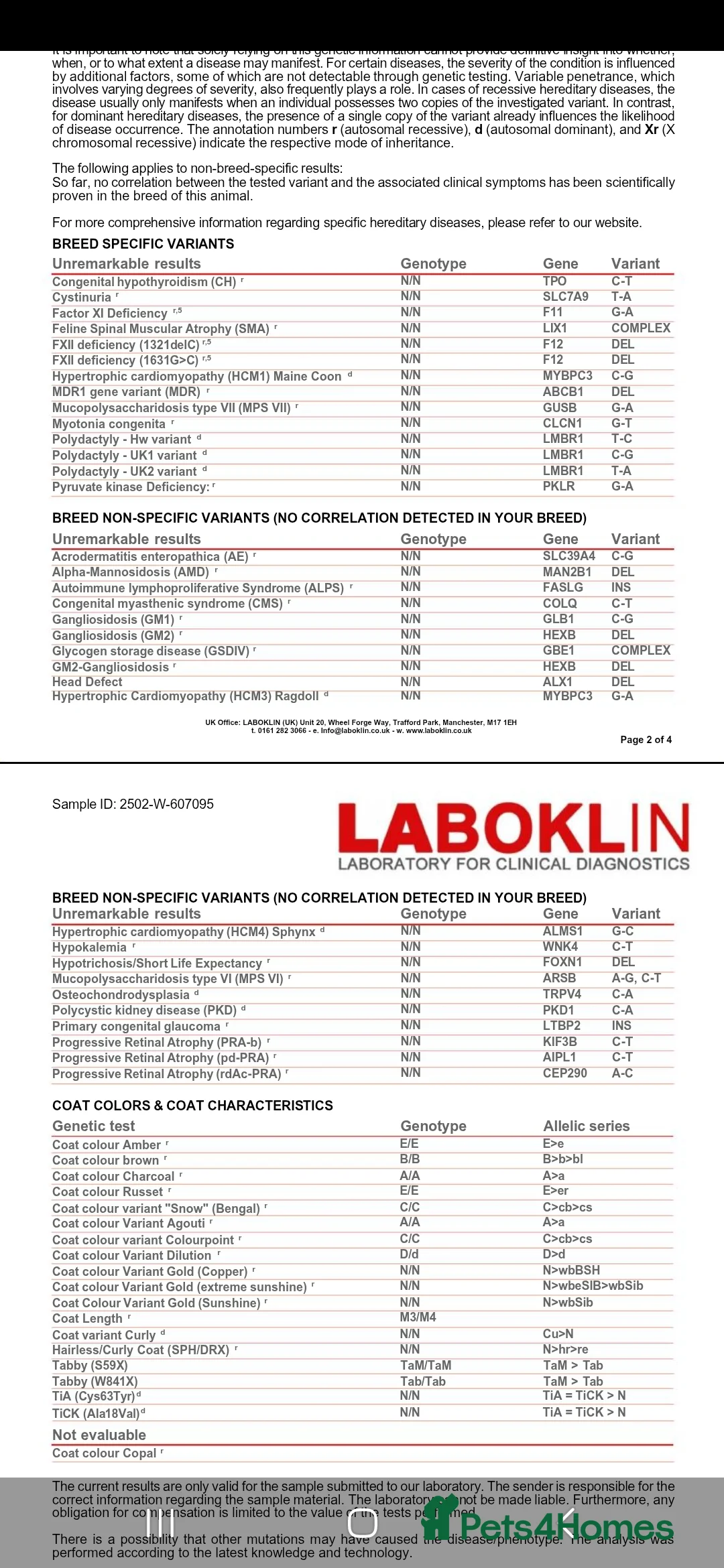 Maine Coon cats for stud: Black Shaded Maine Coon Large Imported in Hull - Advert 33