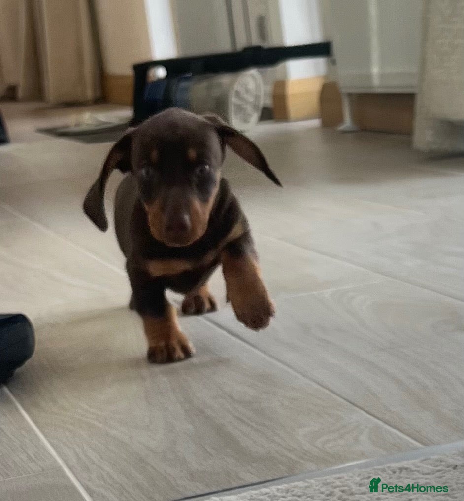 Dachshund dogs Dachshund - Advert 2