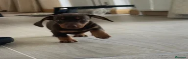 Dachshund 1