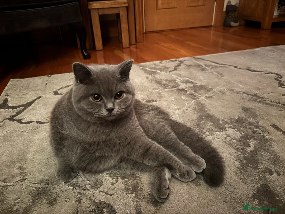 British Shorthair cats for sale: 🏆Exceptional pedigree GCCF BSH blue boy💙 - Advert 3