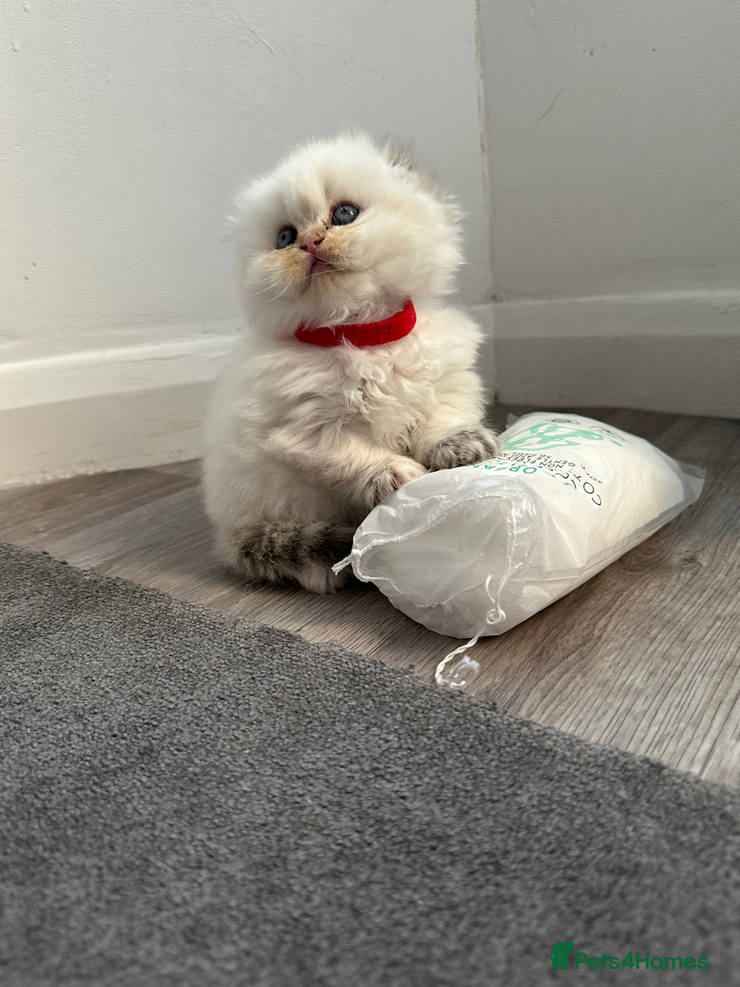 Scottish Fold cats for sale: Scottish fold Kitten Healthy &Loving - Advert 27