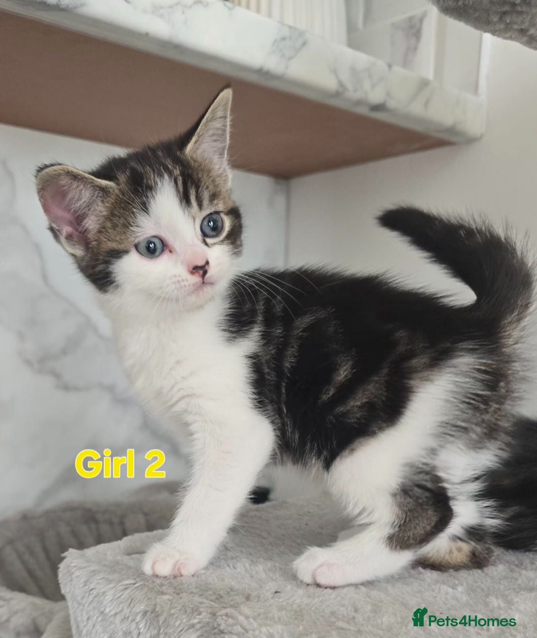 Mixed Breed cats Beautiful kittens - Advert 1