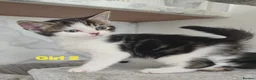 Mixed Breed cats for sale: Beautiful kittens - Advert 1