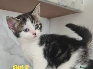 Mixed Breed cats Beautiful kittens - Advert 2