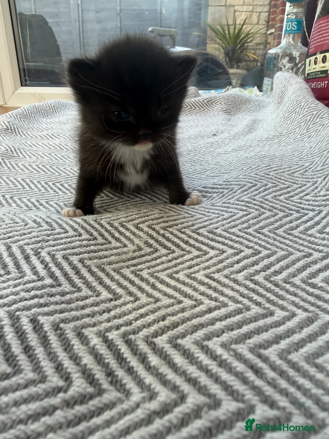 Norwegian Forest Cat cats for sale: Beautiful single tuxedo kitty girl - Advert 2