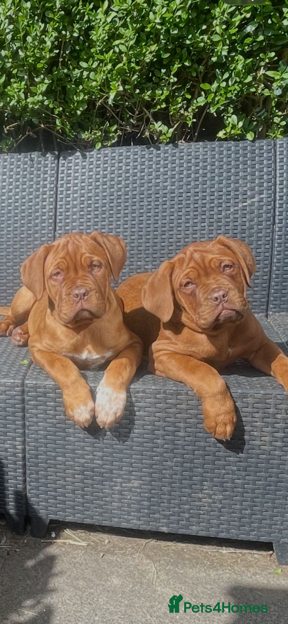 Dogue De Bordeaux dogs Dogue de Bordeaux  - Advert 2