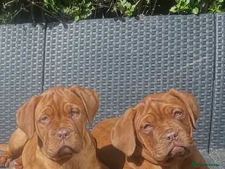 Dogue De Bordeaux dogs Dogue de Bordeaux - Advert 3