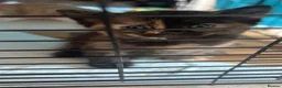 Mixed Breed cats for sale: Need a loving home to mixed breed kittens in Preston - Advert 4