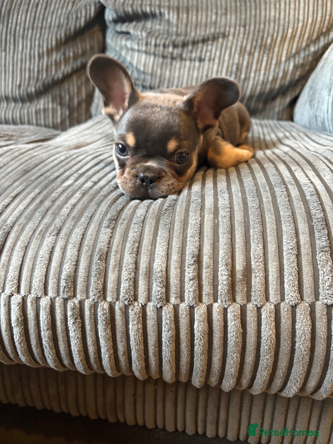 French Bulldog dogs for sale: French bulldog puppie - Advert 8