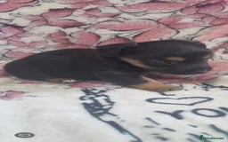 Jack Russell dogs for sale: 2 Beautiful Jack Russell puppies ready now - Image 6