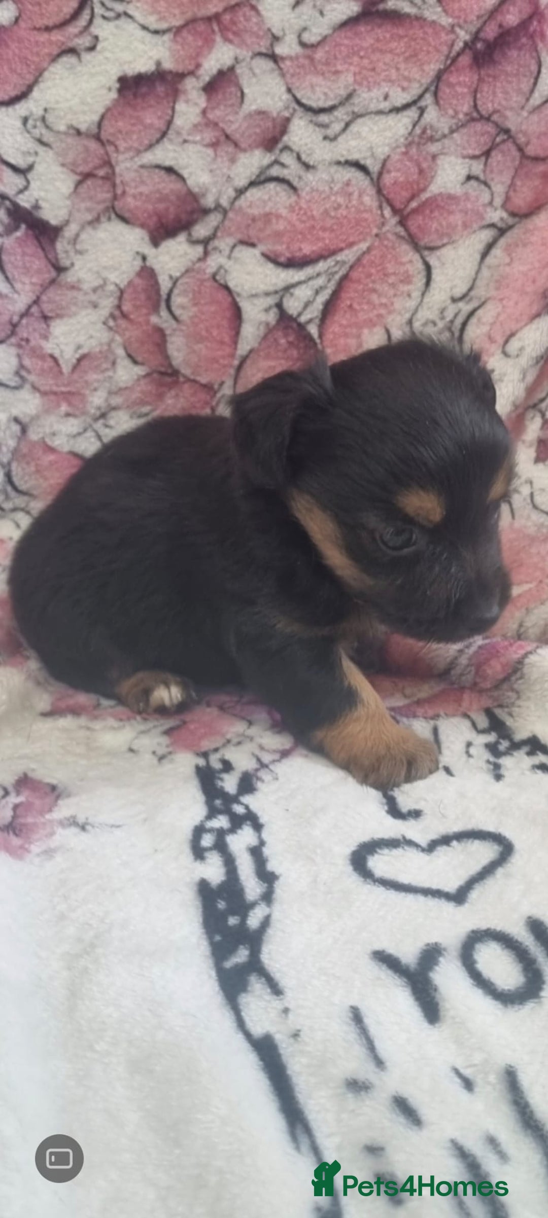 Jack Russell dogs for sale: 2 Beautiful Jack Russell puppies ready now - Image 6