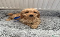 Cockapoo dogs for sale: Cockapoo Puppies - Image 1