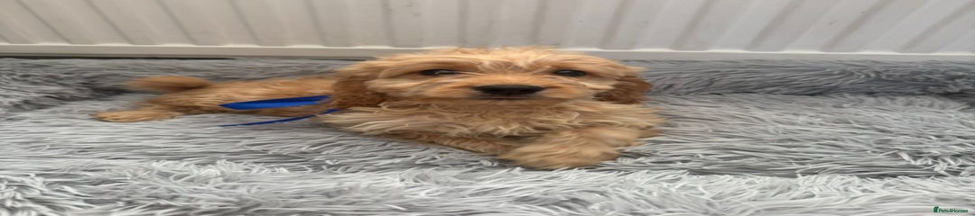 Cockapoo Puppy 1