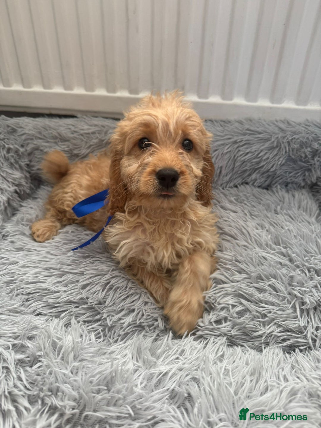 Cockapoo dogs for sale: Cockapoo Puppies - Image 1