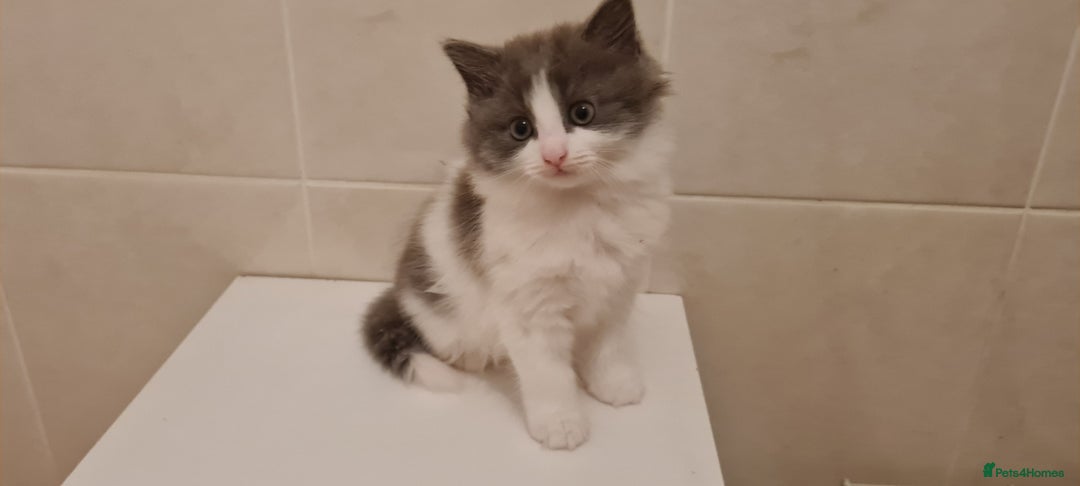 Russian Blue cats for sale: Beautiful Russian Blue Longhair Kitten - Advert 2