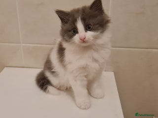 Russian Blue cats Beautiful Russian Blue Longhair Kitten - Advert 1