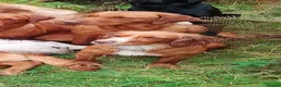 Mixed Breed dogs for sale: Beautiful litter of cockels  in Thirsk - Advert 9
