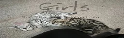 Bengal cats for sale: Snow Bengal 12 weeks GIRL kitten for sale  - Advert 4
