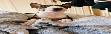 English Bull Terrier 4