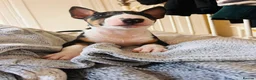Bull Terrier dogs for sale: Ready Now KC reg show quality puppies  - Advert 16