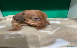 Dachshund dogs for sale: 3 beautiful/stunning dachshund puppies   - Advert 16