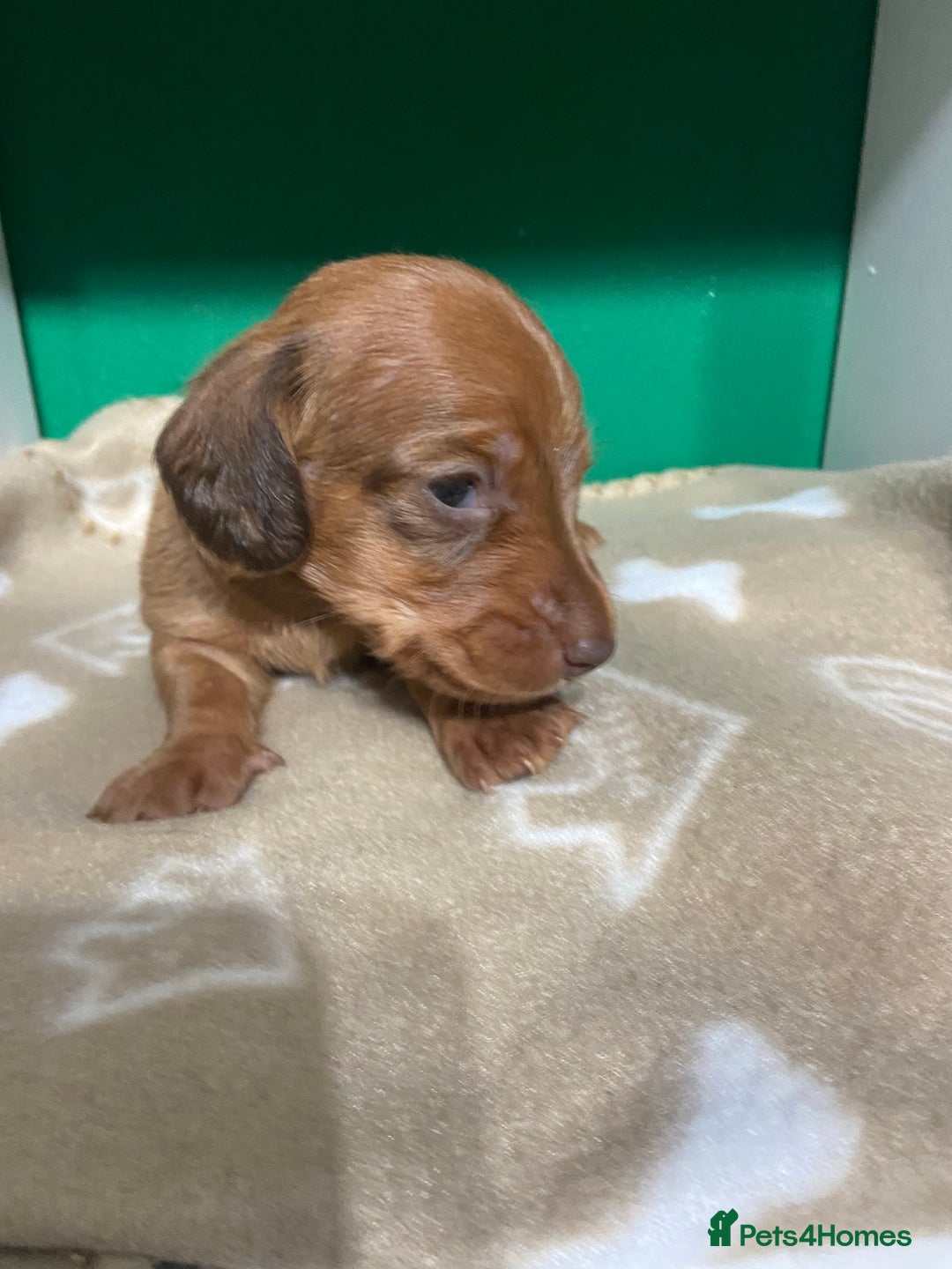 Dachshund dogs for sale: 3 beautiful/stunning dachshund puppies   - Advert 16