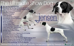 Pointer dogs for sale: 🪶 Pointer puppies 🪶 - Image 11