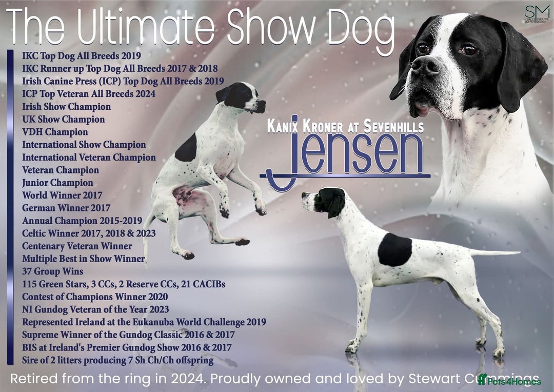 Pointer dogs for sale: 🪶 Pointer puppies 🪶 - Image 11