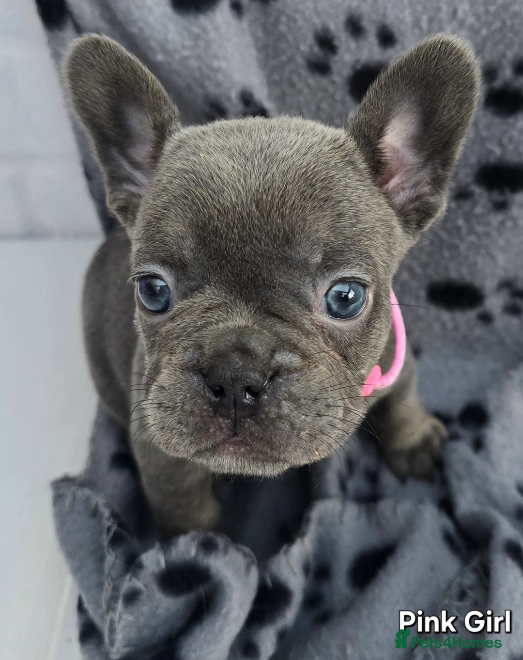 French Bulldog dogs for sale: Stunning Blue French Bulldog Puppies - Advert 4