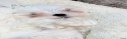 Maltese dogs for sale: Stunning Maltese puppies - Advert 1