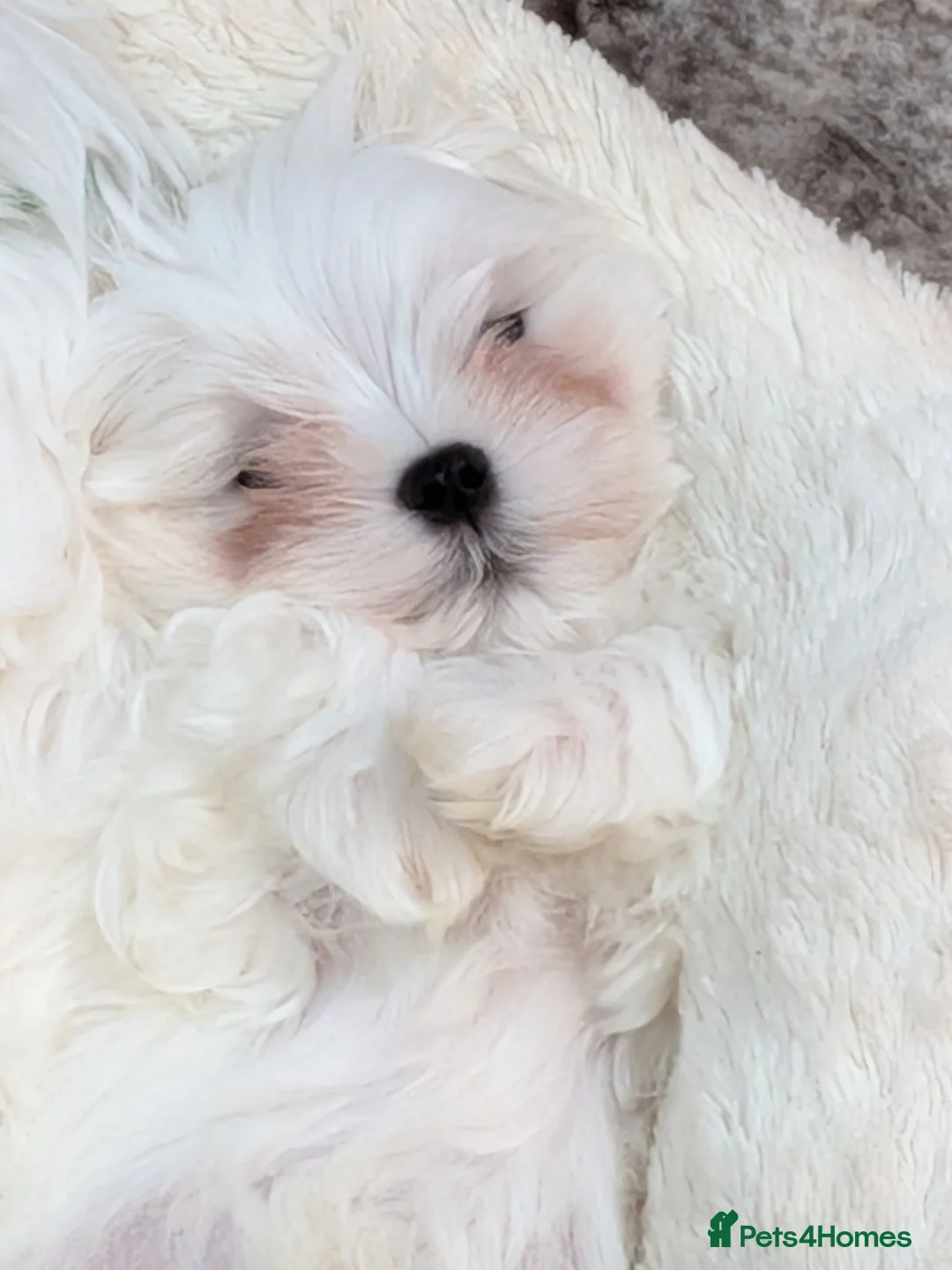 Maltese dogs for sale: Stunning Maltese puppies - Advert 1