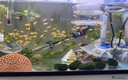 Platies fish for sale: Small platys for sale £1 each in Bromley - Image 22