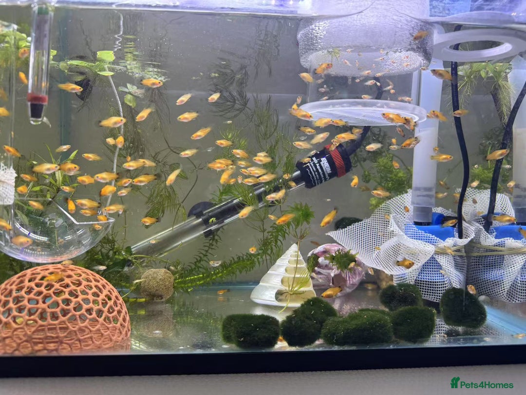 Platies fish for sale: Small platys for sale £1 each in Bromley - Image 22